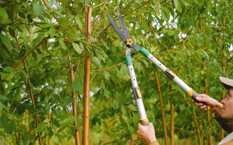 Tree trimming in Sheakleyville, PA